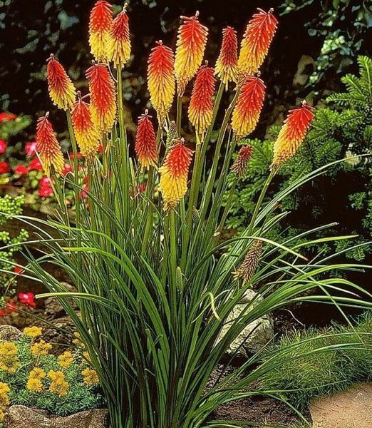 Kniphofia uvaria 'Royal Castle'